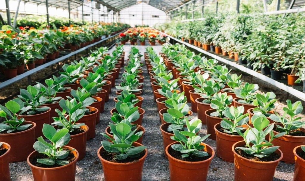 Exclusive plant nursery is one of the best business ideas in 2023