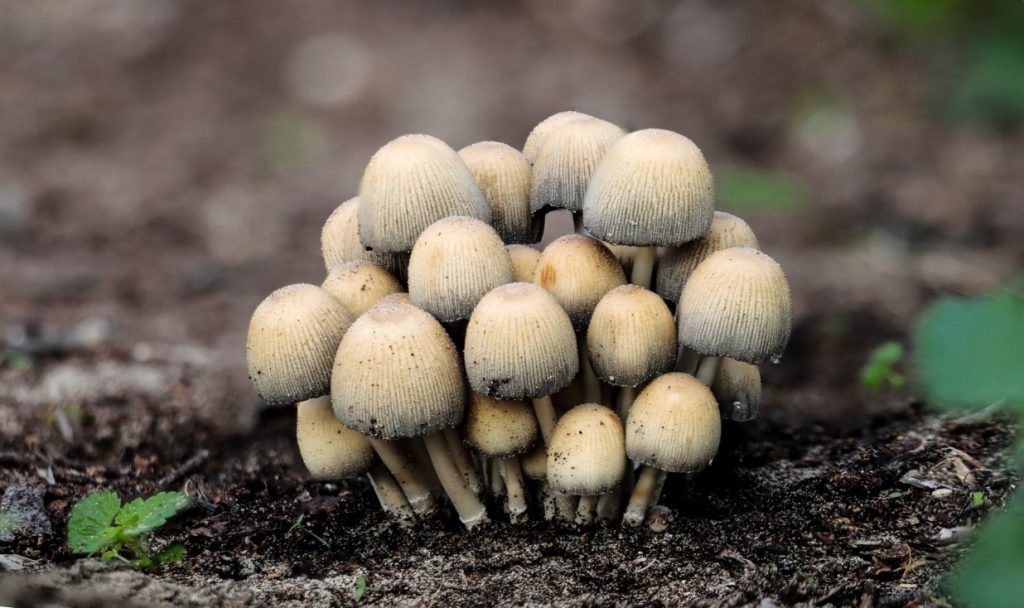 Mushroom farming is one of the best business ideas for 2023