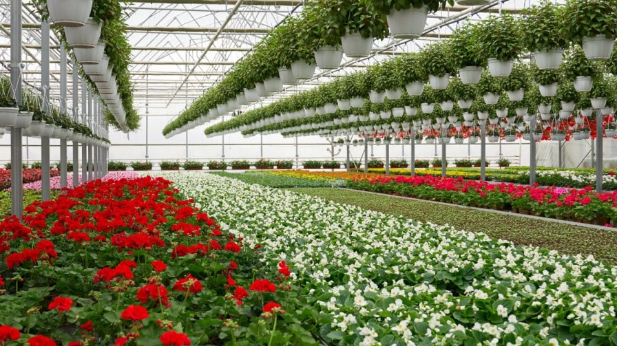 Exclusive plant nursery is one of the most profitable business ideas in India