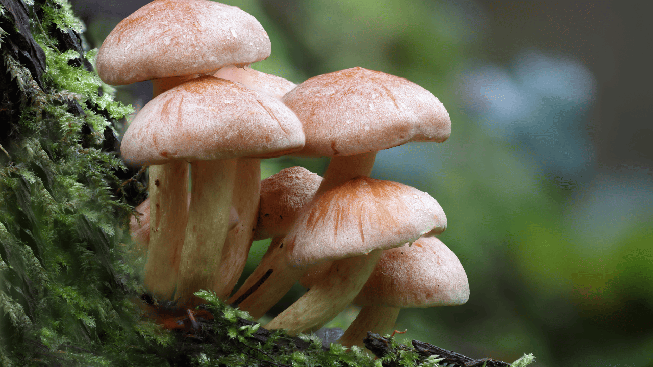 mushroom farming is one of the best business ideas for women